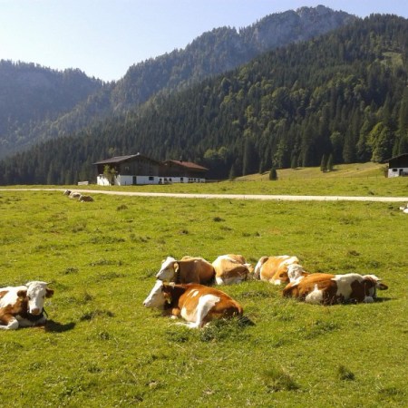 Kühe auf der Röthelmoosalm bei Ruhpolding