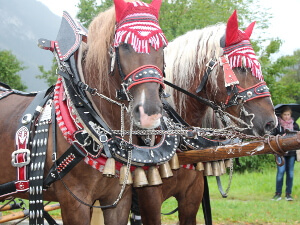 Georgiritt Ruhpolding: geschmückte Pferde