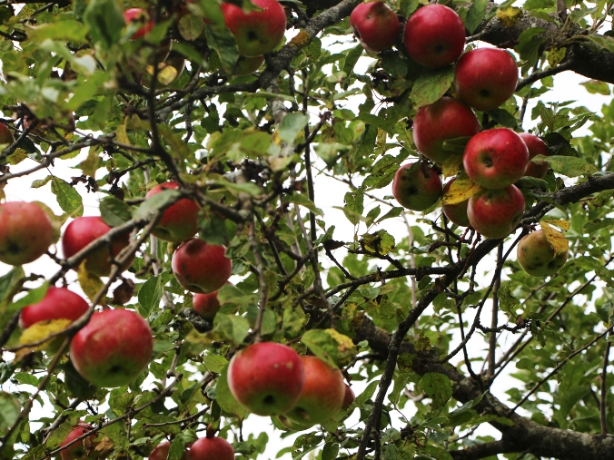 Apfelbaum